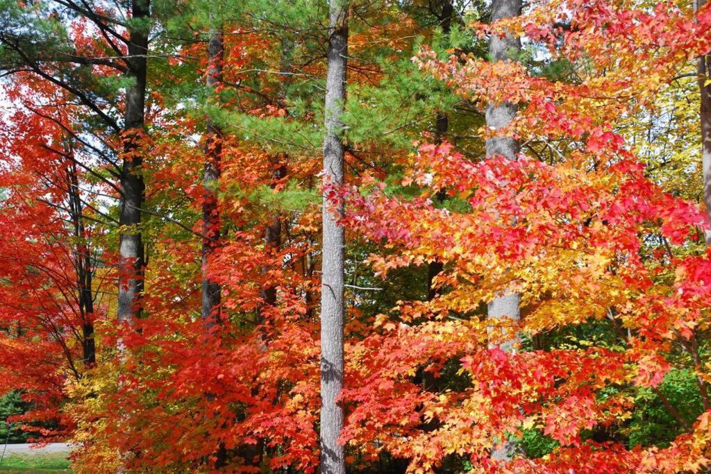 The Mountainside By Escapades Tremblant Διαμέρισμα Μοντ Τρεμπλάν Εξωτερικό φωτογραφία